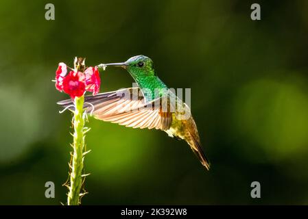 Colibri à ventre enneigé se nourrissant en vol sur des images de fleurs rouges prises au Panama Banque D'Images