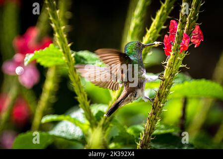 Colibri à ventre enneigé se nourrissant en vol sur des images de fleurs rouges prises au Panama Banque D'Images