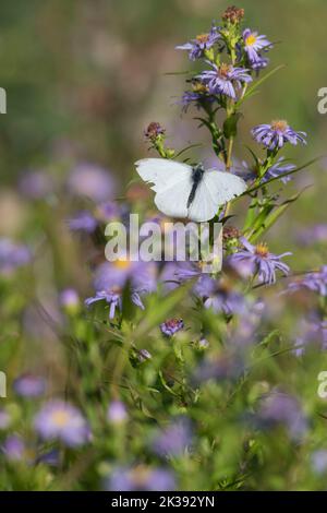 Un petit papillon blanc (Pieris rapae) Basking sur une fleur de pâquerette de Michaelmas (Symphyotrichum Novi-Belgii) à la fin de l'été Banque D'Images