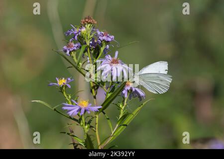 Michaelmas Daisies (Symphyotrichum Novi-Belgii) au début de l'automne avec un petit papillon blanc (Pieris rapae) sur les fleurs Banque D'Images