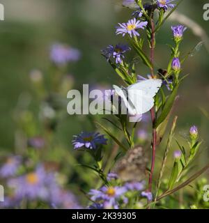 Un petit papillon blanc (Pieris rapae) se nourrissant d'une fleur de pâquerette de Michaelmas (Symphyotrichum Novi-Belgii) à la fin de l'été Banque D'Images