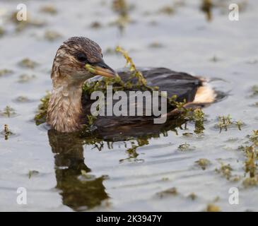 Belle vue rapprochée d'un petit Grebe au lac Kemerton Worcestershire Banque D'Images