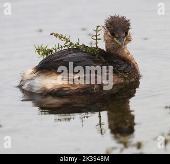 Belle vue rapprochée d'un petit Grebe au lac Kemerton Worcestershire Banque D'Images