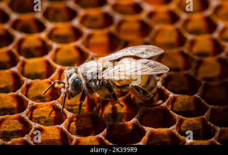 Nouvelle abeille émergée sur le peigne de miel Banque D'Images