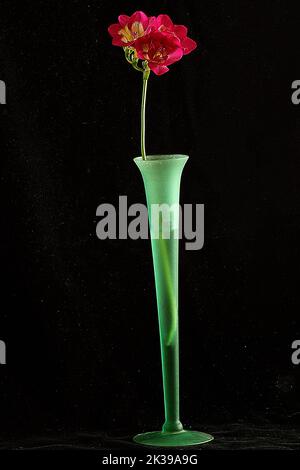 Fleurs dans un vase (Freesia, Tulip, Orchid) Banque D'Images