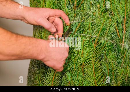 Heure de Noël.enveloppé Green fluffing arbre conifères.processus de déballage de l'arbre de Noël. Acheter et installer un arbre de Noël.mains couper le Banque D'Images