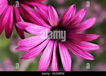 Gros plan des fleurs de la Marguerite africaine (Osteospermum) Banque D'Images