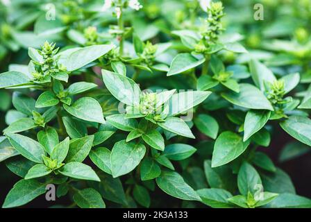 Les plantes de basilic grec fleurissent dans le jardin d'herbes, le basilic grandit à l'extérieur Banque D'Images