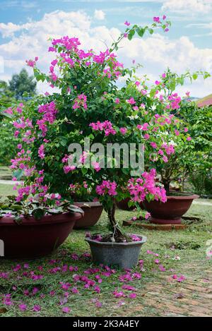 Bougainvillea rose en pleine croissance à Nha Trang Vietnam Banque D'Images