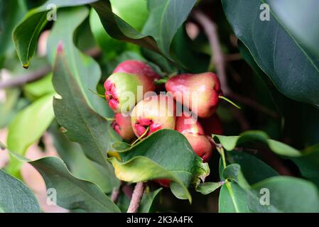 Syzygium samarangense ou Semarang pomme rose poussant sur un arbre au Vietnam Banque D'Images