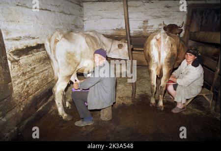 Roșia Montana, Comté d'Alba, Roumanie, env. 1999. Couple âgé qui traite les vaches. Banque D'Images