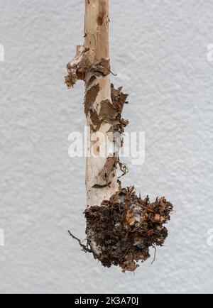 Racine du champignon parasol (Macrolepiota procera) . Gros plan. Détails. Banque D'Images