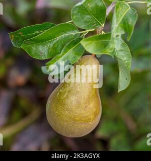 Päron (Pyrus communis) Banque D'Images