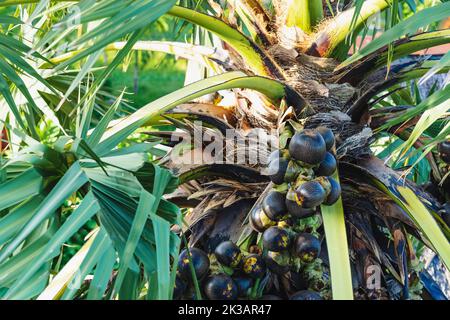 Beaucoup de fruits accrochés à palmyra asiatique ou Borassus flabellifer, communément connu sous le nom de doub, palmyra, tala ou palmier, toddy, vin de palme ou pomme glacée. PA Banque D'Images