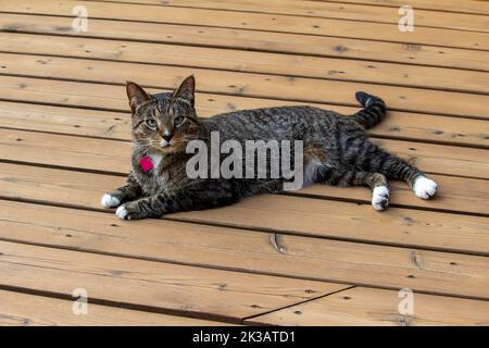 Vue rapprochée d'un chat tabby gris rayé se détendre à l'extérieur sur une terrasse en bois de cèdre Banque D'Images