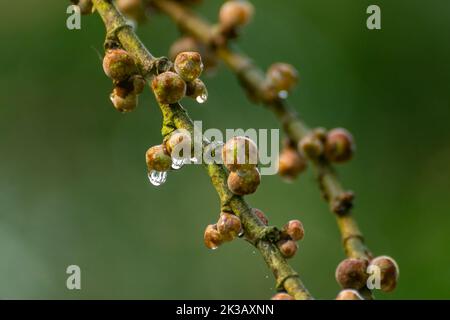 Des gouttes de rosée tombent des fruits à la figue un matin d'hiver à la réserve de tigres de Pilibhit, Uttar Pradesh, Inde Banque D'Images