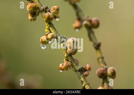 Des gouttes de rosée tombent des fruits à la figue un matin d'hiver à la réserve de tigres de Pilibhit, Uttar Pradesh, Inde Banque D'Images