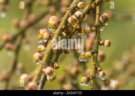 Des gouttes de rosée tombent des fruits à la figue un matin d'hiver à la réserve de tigres de Pilibhit, Uttar Pradesh, Inde Banque D'Images