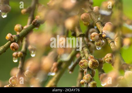 Des gouttes de rosée tombent des fruits à la figue un matin d'hiver à la réserve de tigres de Pilibhit, Uttar Pradesh, Inde Banque D'Images