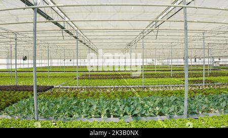 Aliments sains et bio légumes cultivés de façon organique dans un environnement hydroponique avec système de ventilation. Des rangées de différents types de laitue biologique cultivées sans pesticides en serre. Banque D'Images