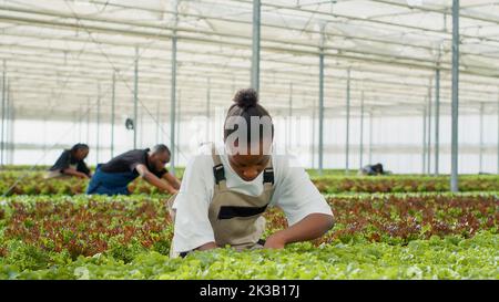 Travailleur agricole biologique afro-américain en serre prenant soin des plants de laitue pour la meilleure qualité avant la récolte des cultures. Divers groupes de cueilleurs effectuant l'inspection à la recherche de semis malsains. Banque D'Images