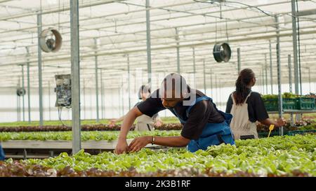 Un ouvrier agricole afro-américain recueille de la laitue verte prête à être livrée sur un rack avec des caisses faisant un geste de la main. Préparateur de légumes récolte de plantes biologiques cultivées sans pesticides. Banque D'Images