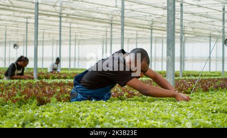 Travailleur de serre afro-américain qui contrôle la qualité des cultures de légumes cultivées sans pesticides à la recherche de plantes endommagées. Divers travailleurs agricoles dans les plantations bio-agricoles faisant le contrôle de la qualité. Banque D'Images