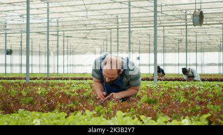 Travailleur agricole biologique en serre inspectant les plants de laitue en vérifiant l'absence de dommages ou de parasites avant la récolte. Divers travailleurs dans l'environnement hydroponique prenant soin des cultures cultivées sans pesticides. Banque D'Images