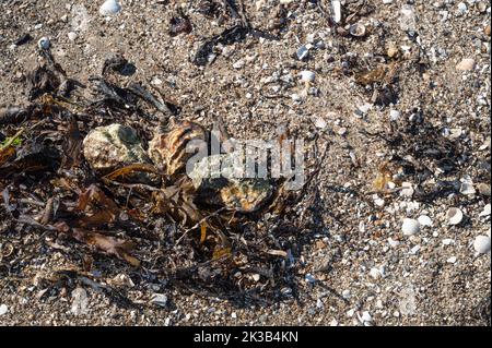 Trois huîtres parmi les algues et les galets sur une plage à Rømø, Danemark, 22 septembre 2022 Banque D'Images