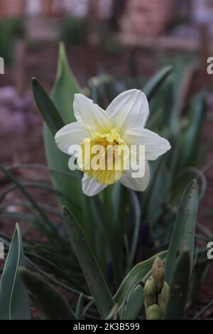 Photo dans laquelle vous pouvez trouver une carnation blanche avec une nuance de jaune Banque D'Images