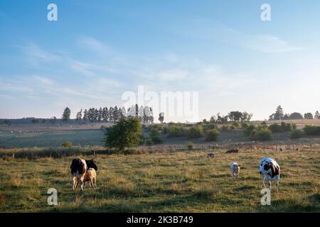 vaches et veaux dans la campagne du matin entre sankt vith et vielsalm dans les ardennes belges Banque D'Images