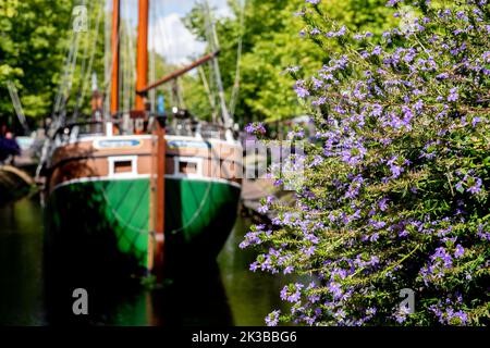 Papenburg, Allemagne. 30th août 2022. La réplique d'un brassard historique, un cargo typique de Papenburg, appelé 'Margaretha von Papenburg', se trouve dans le temps ensoleillé dans le canal principal du centre-ville, derrière les plantes à fleurs. Credit: Hauke-Christian Dittrich/dpa/Alay Live News Banque D'Images