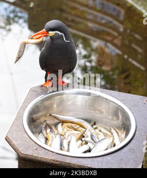 La Sterne Inca saine manger du poisson dans un bol en métal - ces oiseaux sont indigènes au Pérou et au Chili. Banque D'Images