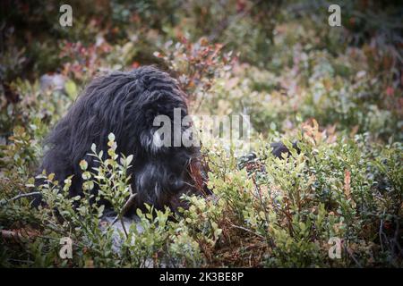 Goldendoodle est couché avec un bâton dans le champ de bleuets dans une forêt. Chien hybride jouant détendu. Photo d'animal de chien Banque D'Images