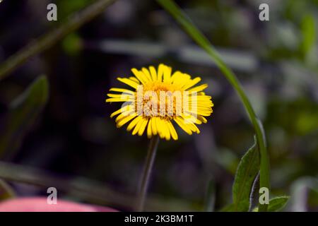 une petite fleur jaune Banque D'Images