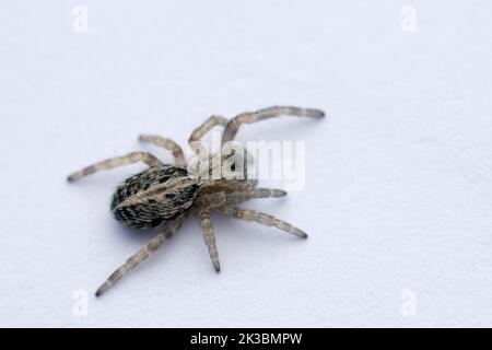 Araignée sociale, Stegodyphus sarasinorum, Satara, Maharashtra, Inde Banque D'Images