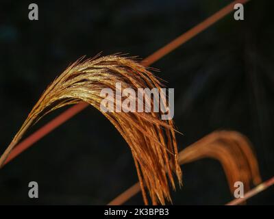 Des fleurs dorées qui attrapent le soleil du matin sur fond sombre. Banque D'Images