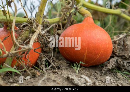 Deux citrouilles Hokkaido mûres dans le jardin Banque D'Images