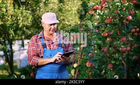 Le fermier ou agronome mâle examine la récolte des pommes, fait des notes dans le comprimé. À la ferme, dans le jardin. Le jour ensoleillé d'été. Concept d'agriculture et de jardinage. Une alimentation saine. Photo de haute qualité Banque D'Images