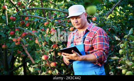 Le fermier ou agronome mâle examine la récolte des pommes, fait des notes dans le comprimé. À la ferme, dans le jardin. Le jour ensoleillé d'été. Concept d'agriculture et de jardinage. Une alimentation saine. Photo de haute qualité Banque D'Images