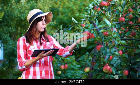 femme agriculteur ou agronome examine la récolte de pommes, fait des notes dans le comprimé. à la ferme, dans le jardin. le jour ensoleillé d'été. Concept d'agriculture et de jardinage. Une alimentation saine. Photo de haute qualité Banque D'Images