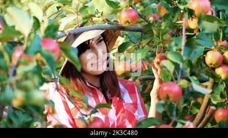 gros plan, portrait d'une femme agriculteur ou agronome portant un chapeau, cueillant des pommes dans un verger, le jour ensoleillé de l'automne. tenue d'une boîte en bois avec des pommes rouges, souriant. Concept d'agriculture et de jardinage. Une alimentation saine. Photo de haute qualité Banque D'Images