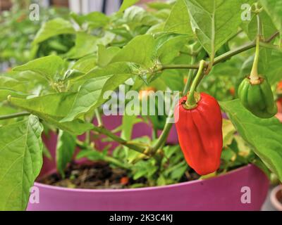 Piment rouge habanero sur sa branche, dans un pot de fleurs roses. Banque D'Images