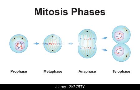 Conception scientifique des phases de mitose (Division cellulaire). Symboles colorés. Illustration vectorielle. Illustration de Vecteur