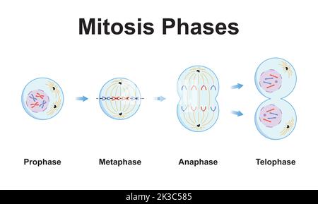 Conception scientifique des phases de mitose (Division cellulaire). Symboles colorés. Illustration vectorielle. Illustration de Vecteur