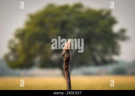Kestrel commun ou kestrel européen ou Falco tinnunculus oiseau perché sur la branche et l'arbre en arrière-plan un cadre pittoresque pendant la migration hivernale en inde Banque D'Images