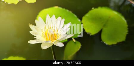 La lumière du soleil brille sur les belles fleurs de lotus. le lotus blanc fleurait avec des étamines jaunes à la surface de l'étang. Banque D'Images