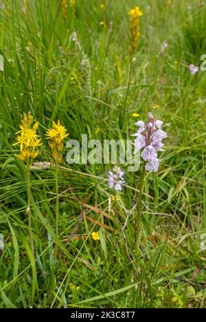 Gros plan des orchidées tachetées et des fleurs sauvages de bog asphodel qui poussent dans le marais de bog boggy en été au Royaume-Uni Banque D'Images