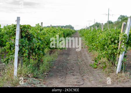 Vignoble après récolte. Raisins plantés en rangées. Banque D'Images