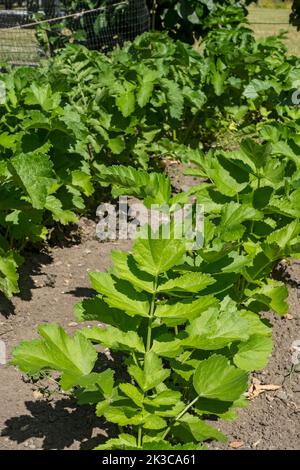 Gros plan de rangées de panais parsnips d'apiaceae plantes poussant dans le potager en été Angleterre Royaume-Uni Grande-Bretagne Banque D'Images